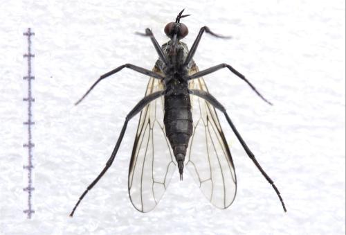 Réf. 323 395 : Rhamphomyia crassirostris